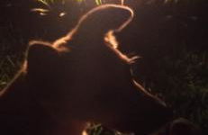 The Goat's Place III - Foto 9