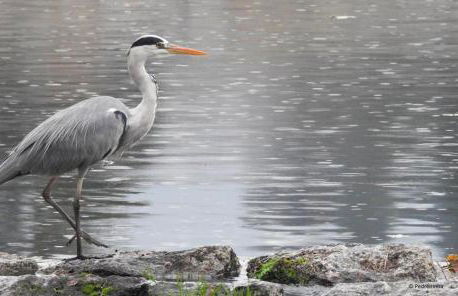 Mill House & Hot Tub extra 15 eur night booked - Foto 91