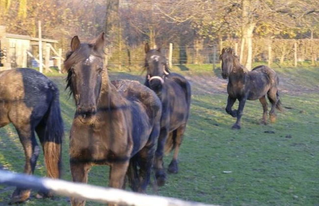 Spacious Villa near Town Center in Mesch - Photo 72