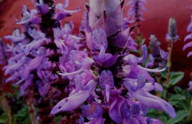 Finca La Principal - Foto 83