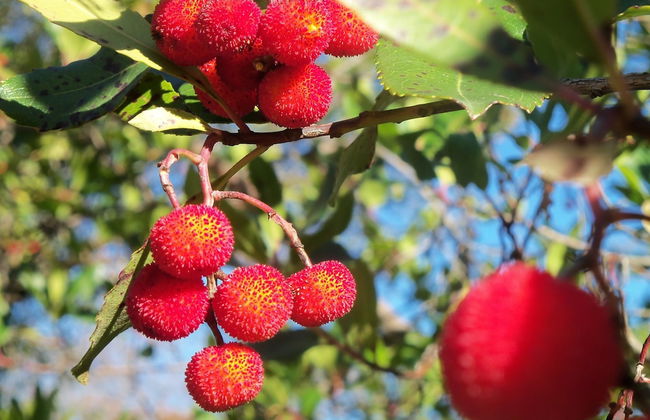 Agriturismo A Veggia Vigna - Foto 29