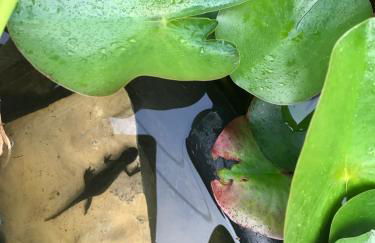 BioNestlein Wellness Apartments mit Biosauna und Wintergarten - Foto 23