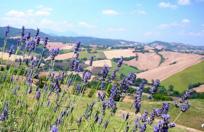 Apartment in Piticchio With Pool and BBQ - Photo 35