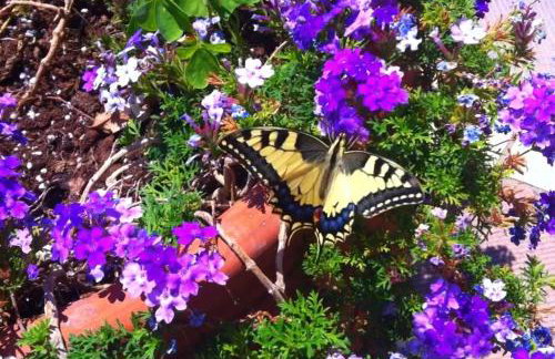 Apartments Corfu Sun Pool Side - Foto 22