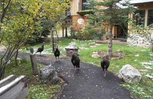 TimpCreek Cottage on the Stream Sundance Utah - Foto 47