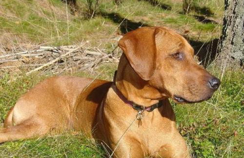 Green House - Photo 28