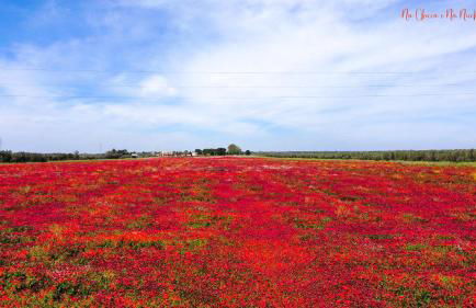 Na Chicca e na Nicchia - Foto 31