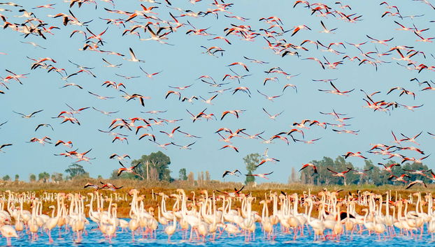 Ebro Delta Day Trip + Boat Ride - Foto 4