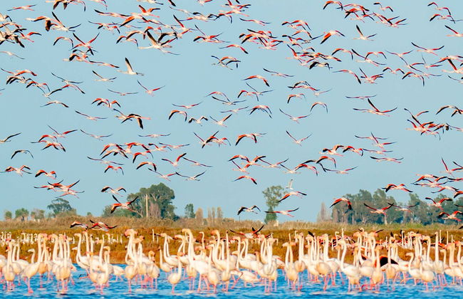 Ebro Delta Day Trip + Boat Ride - Photo 4