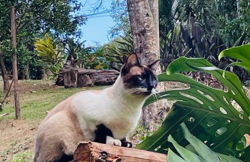 Vale Vijaya bem estar em meio à natureza - Foto 29