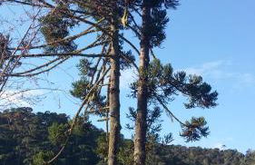 Recanto da Natureza- Chalé - Foto 53