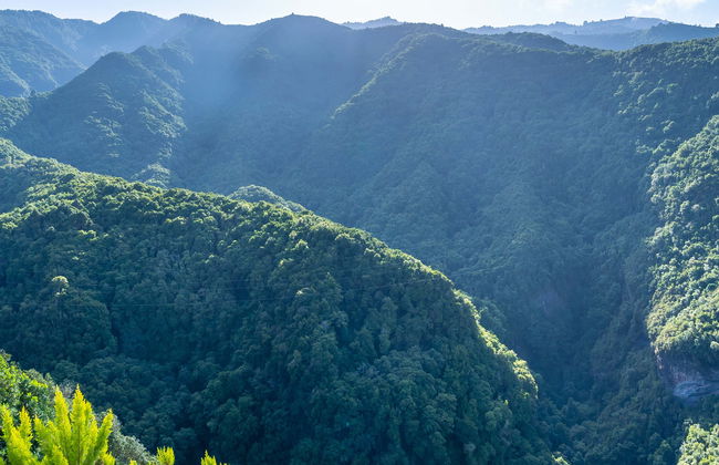La Palma Cubo de la Galga Enchanted Forest Hike - Photo 1