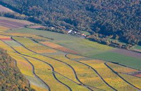 Winzerhof Düring - Foto 14