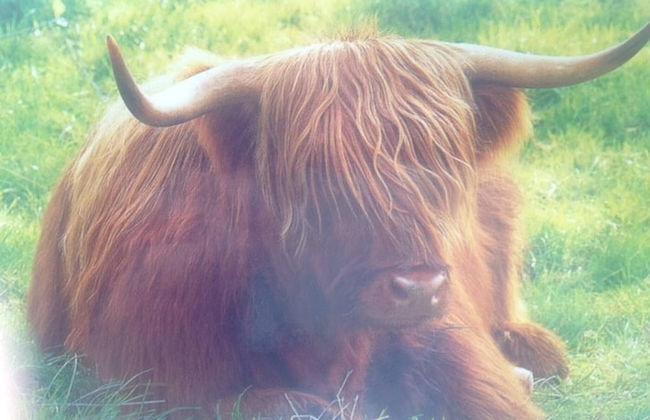 Central Scotland Country Side With Outdoor Bbq Hut - Foto 45