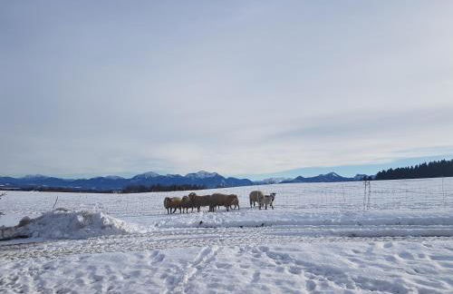 Gästehaus Annemarie - Foto 15