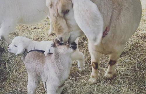 LUXURY!! Hot Tub, Pool Table, River & Petting zoo? - Foto 22