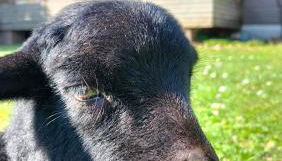 Cottage gîte aux Lauriers Lacroix sur meuse - Foto 3