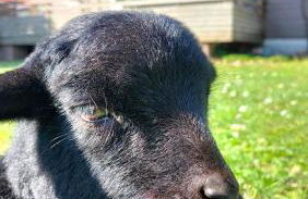 Cottage gîte aux Lauriers Lacroix sur meuse - Foto 3