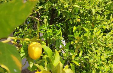 Privé vakantiewoning "Casa Stirio" met zwembad regio calpé-jalon - Foto 33