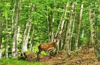 Cozy apartment in Pizzoferrato 55 m² with mountain view - Photo 7