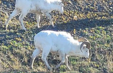 Little Bear Getaway Cabins - Foto 80