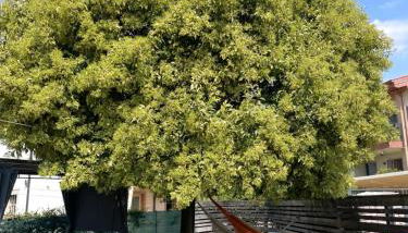 Casa degli Artisti - Foto 2, Garden