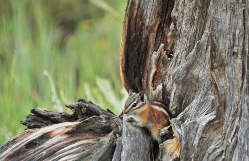 Amazing 3200Sq ft Upgrade Log Cbn GameRoom HotTub - Foto 47