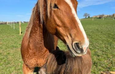 Roulotte „douceur“ - Photo 24