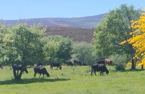 O Recuncho da Isa - Ribeira Sacra - Foto 39
