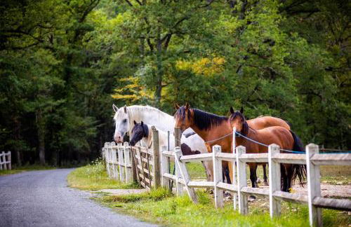 La Sellerie - Foto 15