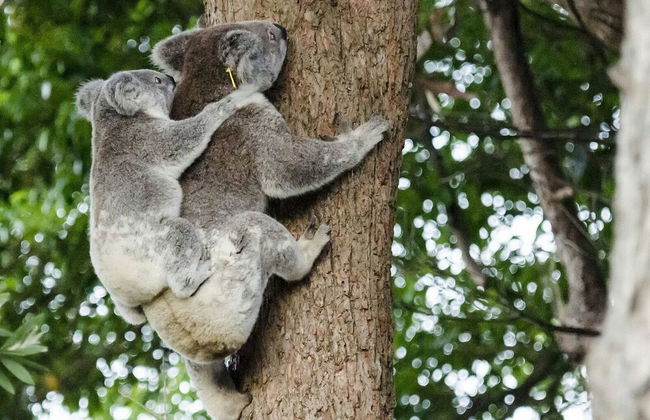 Flynns Beach Caravan Park - Photo 54