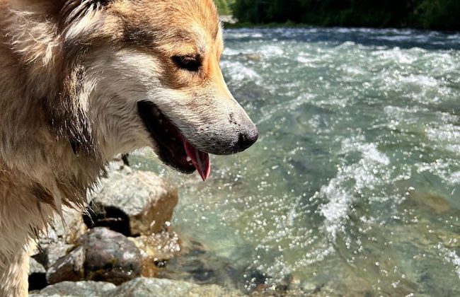 Meydan Şelale Dağ Evi - Foto 54