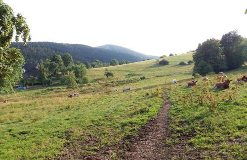 Naturrefugium bei Willingen - Foto 28
