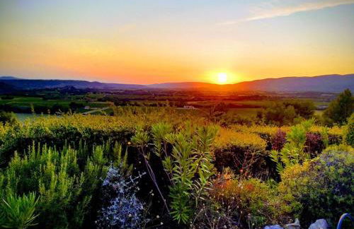 Domaine Lou Amì - Foto 7