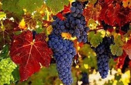 Orgon Farm Traditional Houses - Foto 79