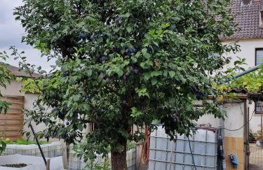 Gästehaus 24 - Foto 16