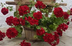 Alojamiento Las Palmeras - Foto 13