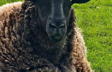 The Hideaway with hot tub - Foto 41