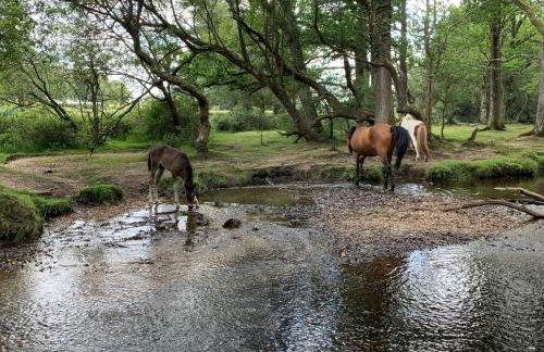 Cosy & Central Brockenhurst Flat, 2BR - Foto 25