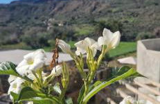 Ferienwohnung mit Panoramablick in der Finca Gran Calma - ideal für Wanderer - Foto 29