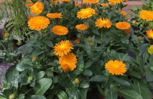 Agriturismo Biomatto - Foto 24