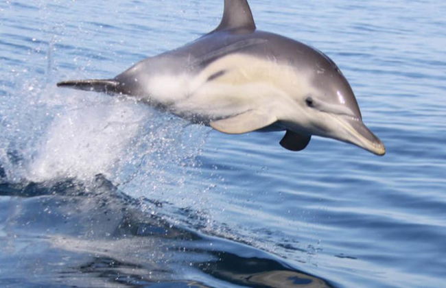 Croisière à la nage avec les dauphins sauvages à Adélaïde - Photo 1