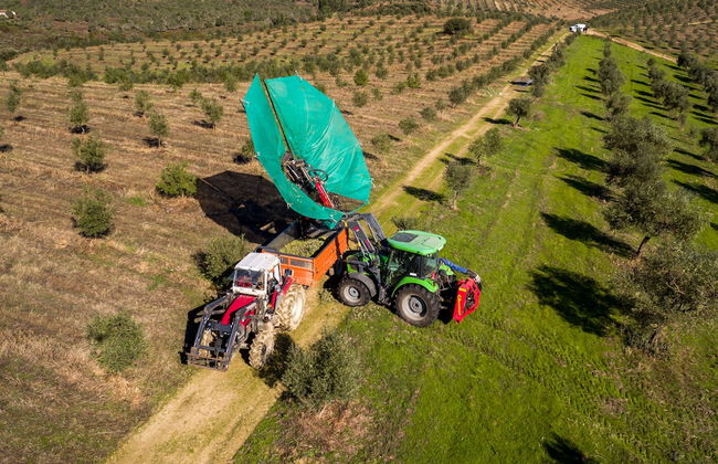 Golden House - Foto 40