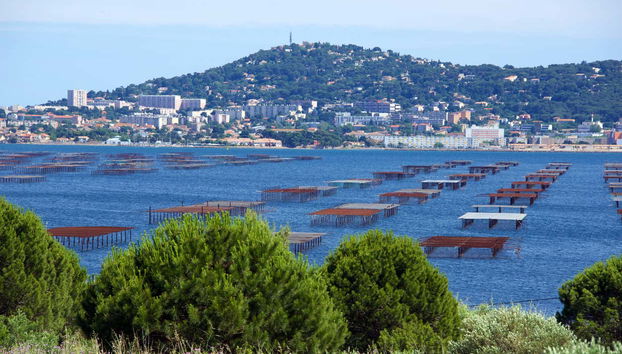 Excursión al Étang de Thau con degustación de ostras y paseo en barco - Foto 4