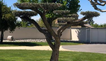 Le Vieux Platane - Foto 4, Garden