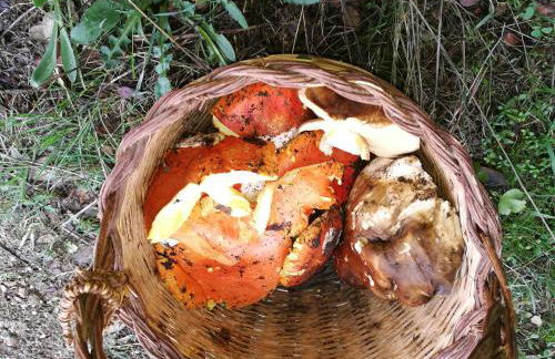 Country House Vignola Mare - Photo 22