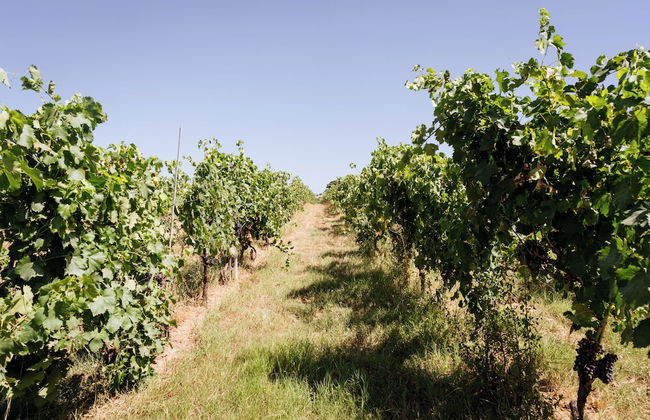 Agriturismo Bio Podere 109 - Wine & Food - Foto 76