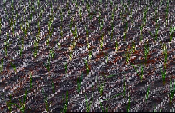 Make It Happen Farm - Foto 32