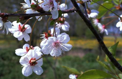 Haus Schmidt - Photo 13