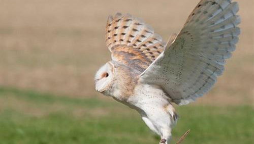 Falcons Nest - Foto 4